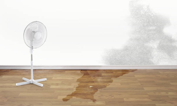 Best Water damage cleanup near me  in Belding, MI